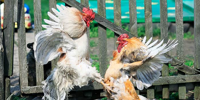 การรัฐประหารบุคคลคนหนึ่งที่เล่นการพนันมวยไก่บนดินแดนสหรัฐอเมริกา