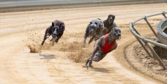 GBGB ยื่นคำร้องขอ Judicial Review ในเรื่องการตัดสินใจห้ามการแข่ง Greyhound Racing ในประเทศเวลส์