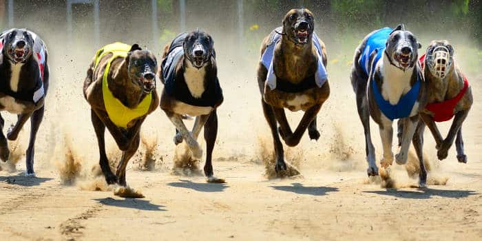 กฎหมาใหม่ในรัฐออริกอนยุติการพนันบน Greyhounds โดยให้ความสำคัญกับ AWD Sites