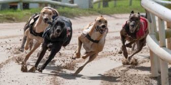 การแข่ง Greyhound Racing ที่สนามแข่งรถ Wolverhampton มาถึงใกล้ประตูก่อนเปิดให้บริการในฤดูใบไม้ร่วง